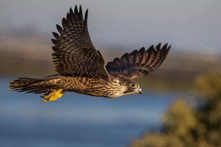 What’s the Difference Between Hawks and Falcons?